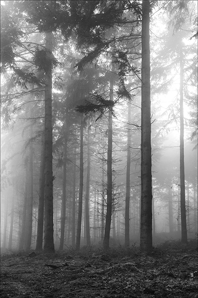 Conifers Tall.jpg